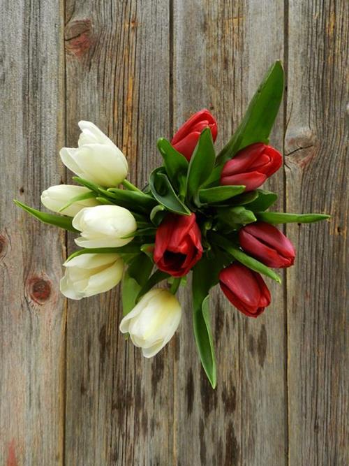 CHRISTMAS PACK RED & WHITE  SEASONAL TULIPS